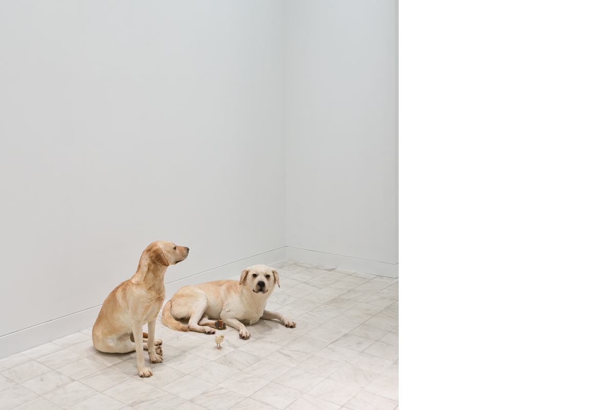 Maurizio Cattelan, <i>Untitled</i>, 2007. Two taxidermied dogs and one chick.  © Maurizio Cattelan.